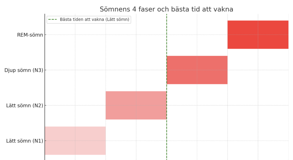 Sömnens 4 olika faser